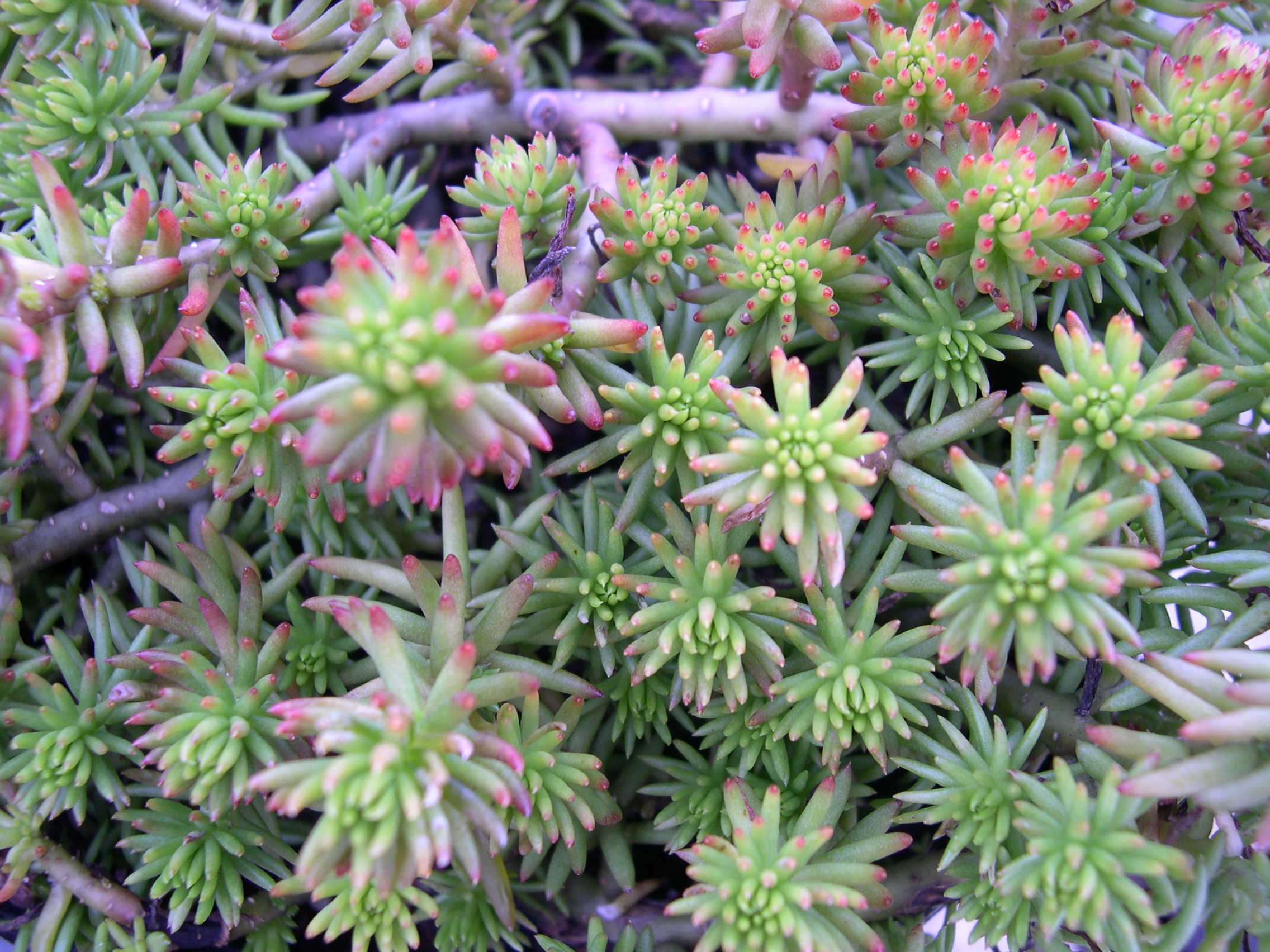 Очиток скальный (Sedum rupestre)